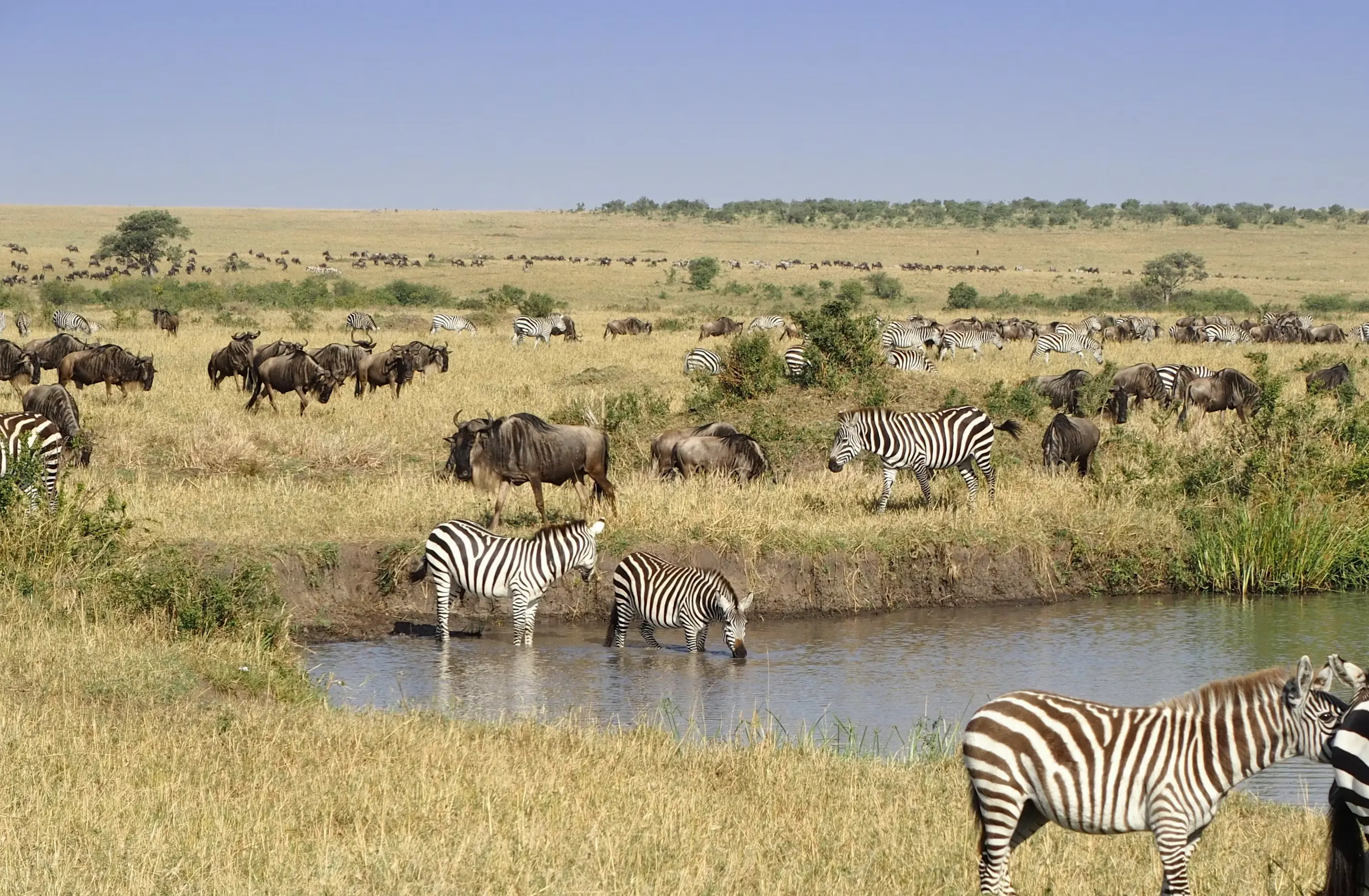 Maasai Mara