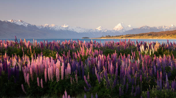 New Zealand